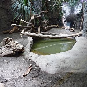 Komodo Dragon Exhibit