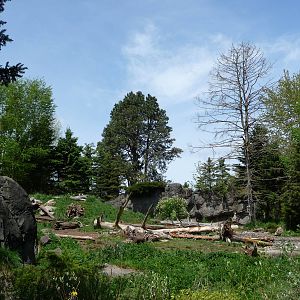 Grizzly Bear Exhibit