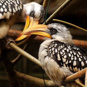 Yellow-billed hornbill in Solingen Fauna
