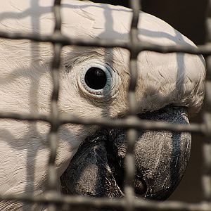 Goffin´s cockatoo in Solingen Fauna