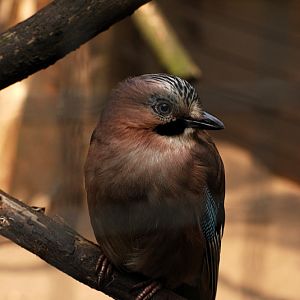 Eurasian jay in Solingen Vogelparl