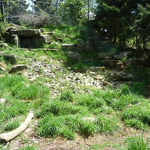 Snow Leopard Exhibit