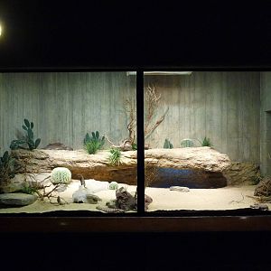 Gila Monster Exhibit