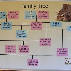 Orang family tree at Twycross 2 May 2009
