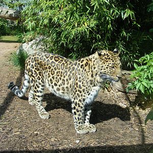 Amur Leopard 2 May 2009