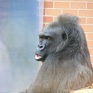 Gorilla 2 May 2009