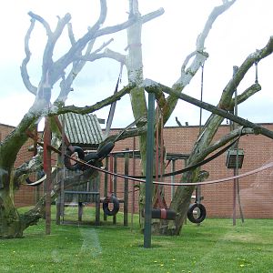 Outdoor gorilla area 2 May 2009