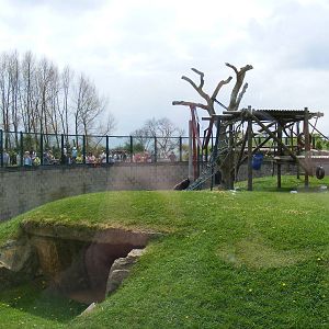 2nd outdoor gorilla area 2 May 2009