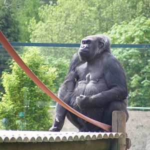 Gorilla 2 May 2009