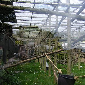 Woolly Monkey enclosure 2 May 2009