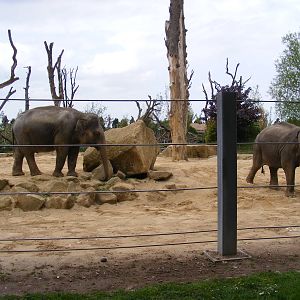 Asian Elephants 2 May 2009