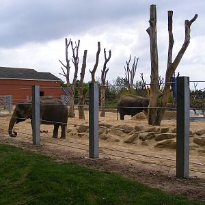 Asian Elephants 2 May 2009