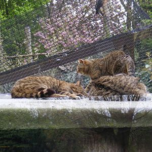 Scottish Wildcats 2 May 2009