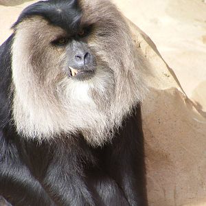 Lion-tailed macaque 4 May 2009