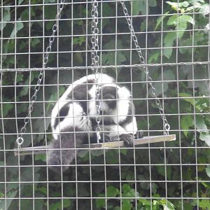 Black & White-ruffed Lemur