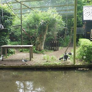 Black & White-ruffed lemur + Knob-billed ducks