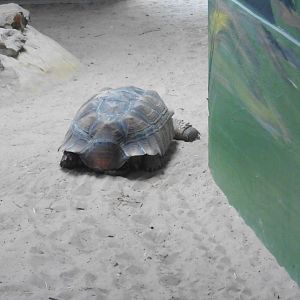 African Spurred Tortoise