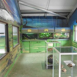 African Clawed Frog,African Bullfrog,Golden Mantella (l-r)