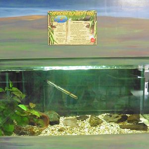 Golden Mantella Frog tank