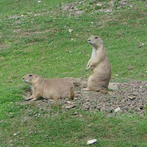 Prairie Dog