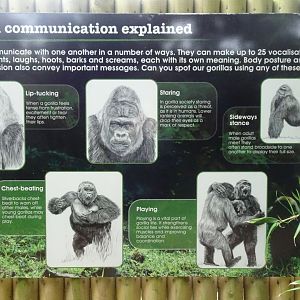 Gorilla behaviour sign, June 2018