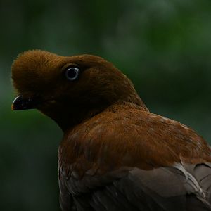 Female Andean cock-of-the-rock