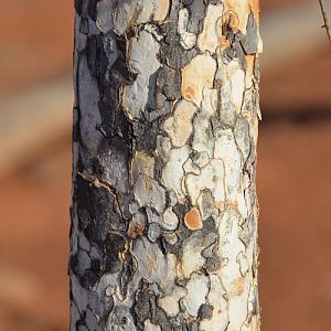 Bark of Leopardwood tree