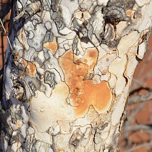Bark of Leopardwood tree  2