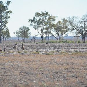 Grey 'roos & wild pigs.