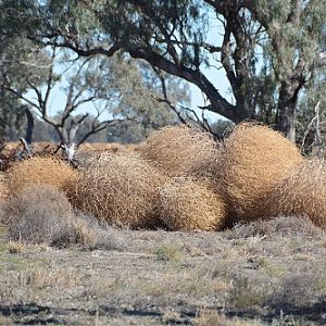 Tumble weed  2