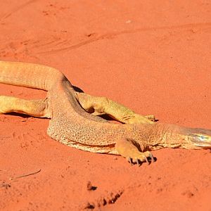 Sand goanna.