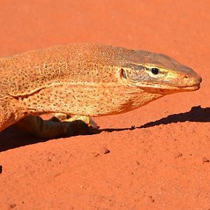 Sand goanna  2