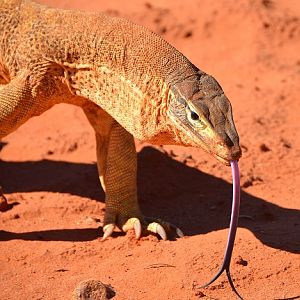 Sand goanna  3