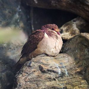 Ruddy quail-dove (Geotrygon montana)-Identified