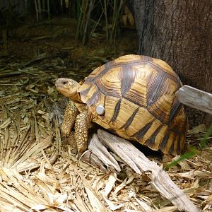 Ploughshare tortoise, June 2018