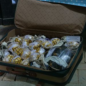 Tortoise smuggling display, June 2018