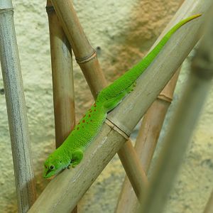 Giant Madagascar day gecko