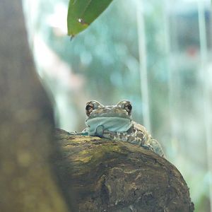 Mission golden-eyed tree frog, June 2018