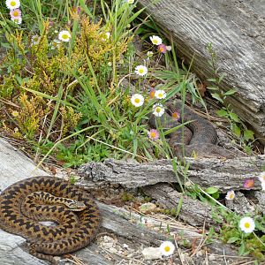 European adders, June 2018
