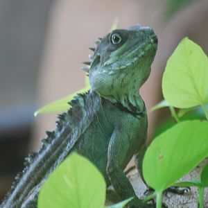 Gariau forest dragon