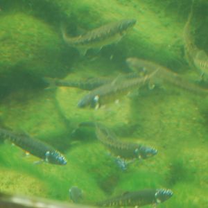 European minnows in breeding colours