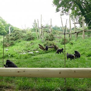 Sulawesi crested macaques, June 2018