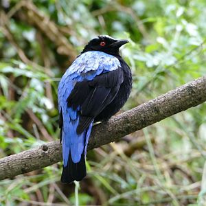 Asian fairy-bluebird, June 2018