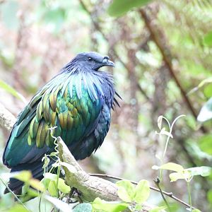 Nicobar pigeon, June 2018