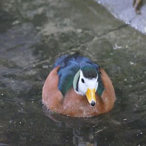 African pygmy goose, June 2018