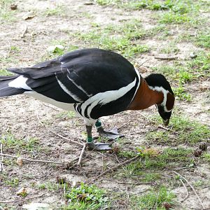 Red-breasted goose, June 2018