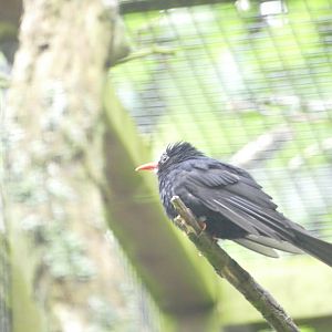 Black bulbul, June 2018