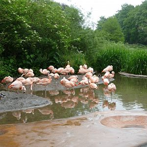 Chilean flamingos, June 2018