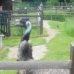 Emu