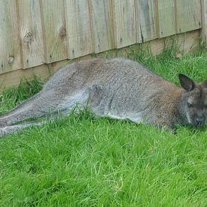 Red-necked Wallaby